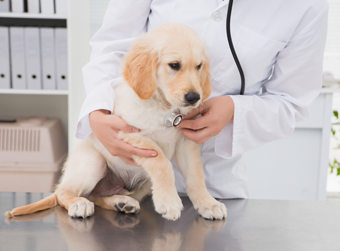 Veterinarian Checking Puppy's Vitals