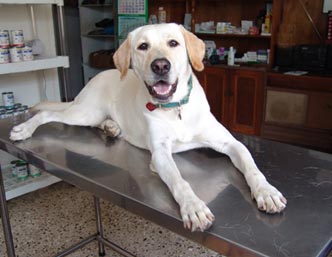 Dog Laying on Examination Table