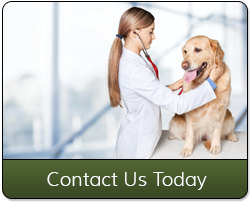 Female Veterinarian Checking Dog